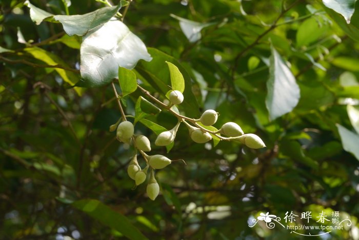 喙果安息香Styrax agrestis