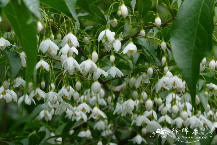 野茉莉Styrax japonicus