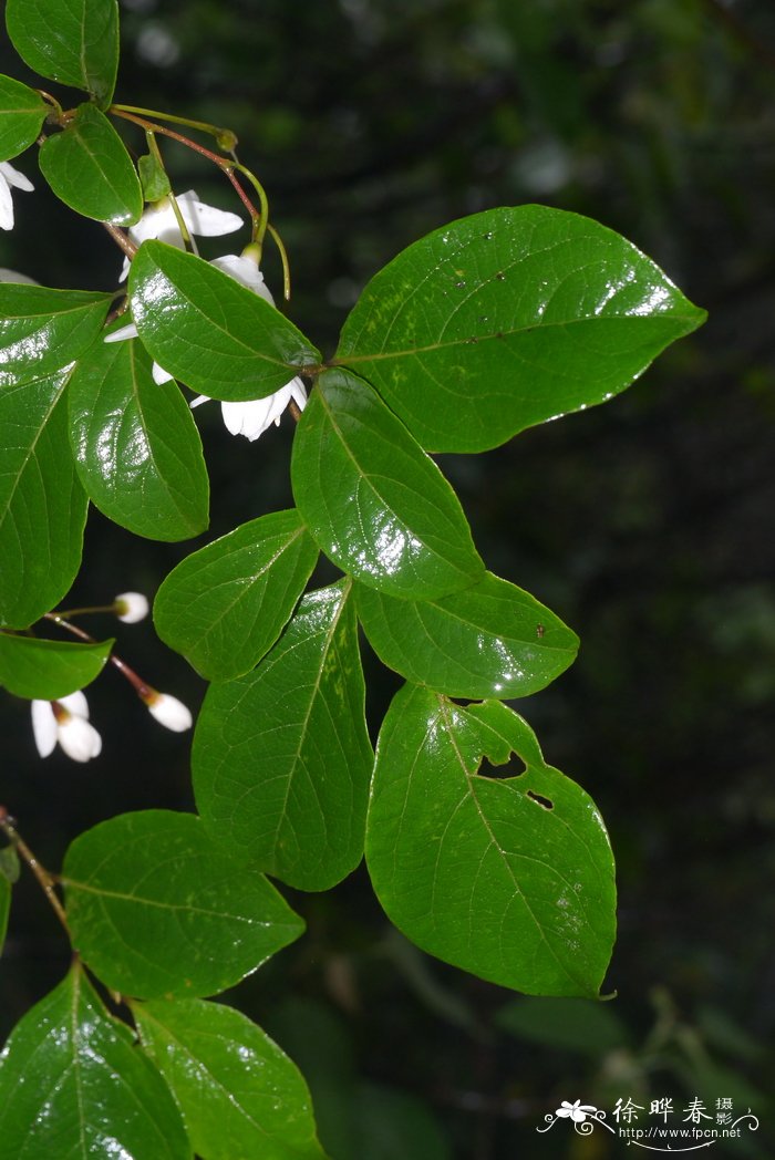 野茉莉Styrax japonicus