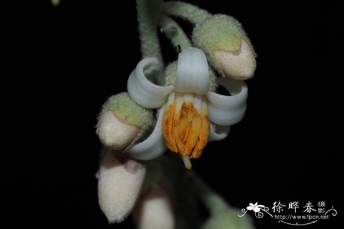 大果安息香Styrax macrocarpus
