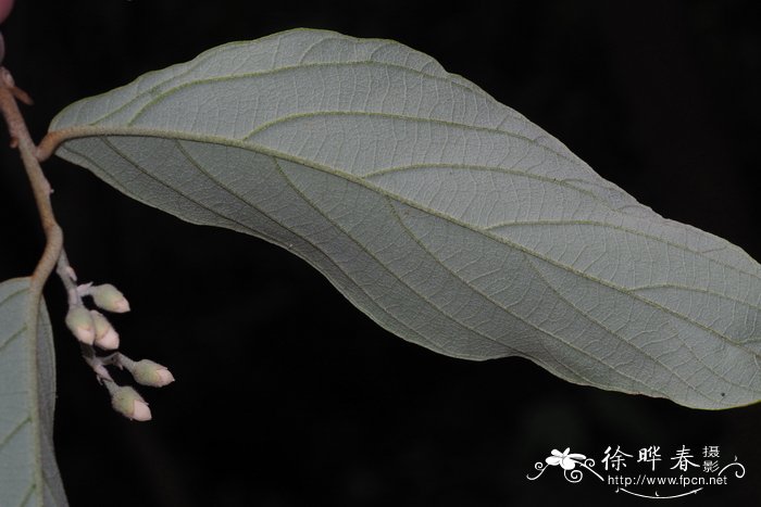 大果安息香Styrax macrocarpus