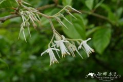 聚伞白辛树Pterostyrax corymbosa