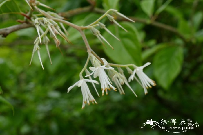 聚伞白辛树Pterostyrax corymbosa