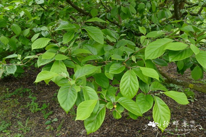 聚伞白辛树Pterostyrax corymbosa