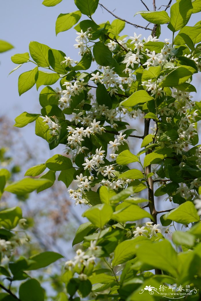 细果秤锤树Sinojackia microcarpa