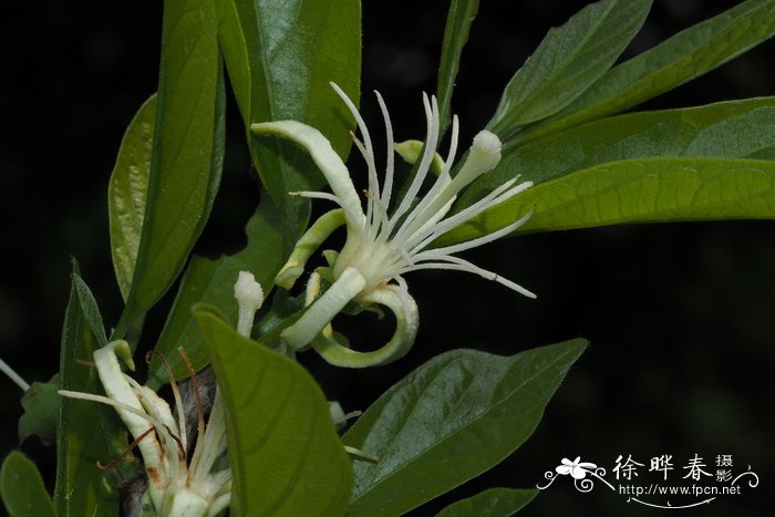 土坛树alangiumsalviifolium