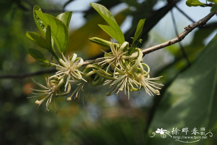 土坛树alangium salviifolium
