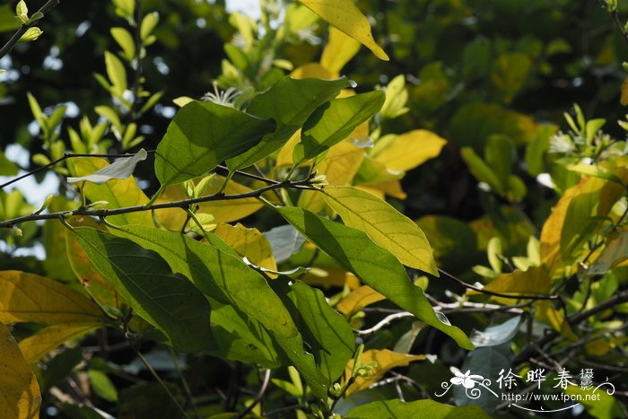 土坛树alangiumsalviifolium