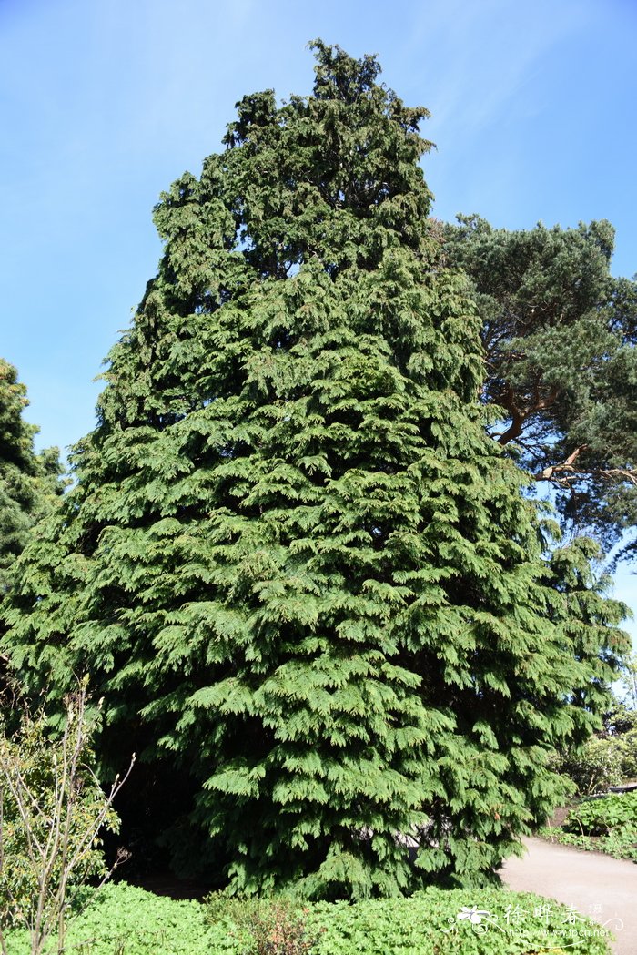美国扁柏chamaecyparislawsoniana