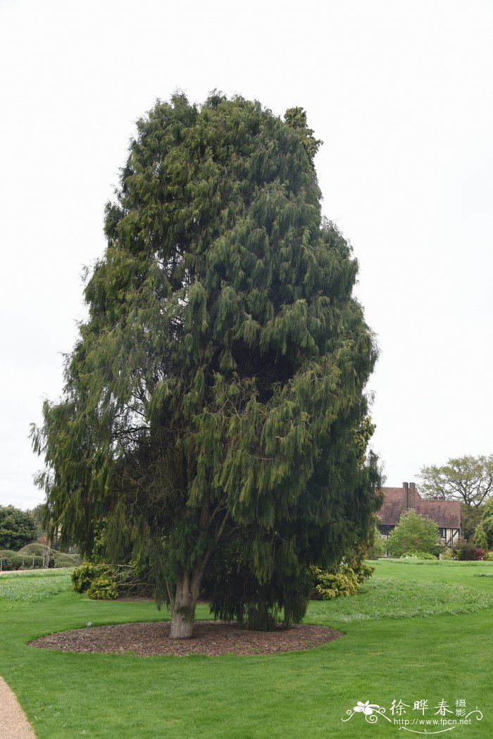 柏木Cupressus funebris