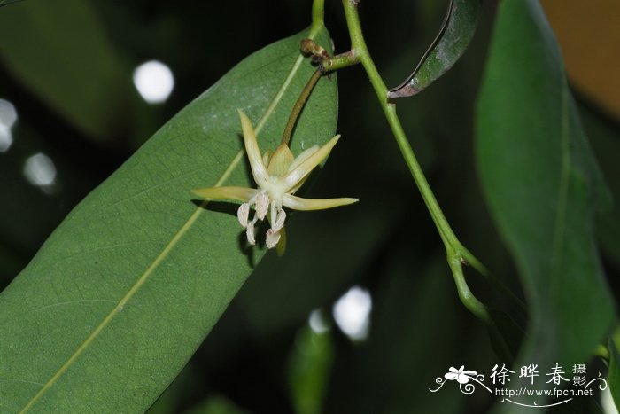 泰国大风子Hydnocarpus anthelminthicus