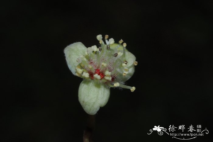 山桂花 Bennettiodendron leprosipes