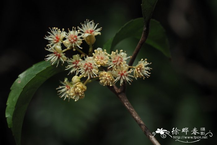 山桂花 Bennettiodendron leprosipes