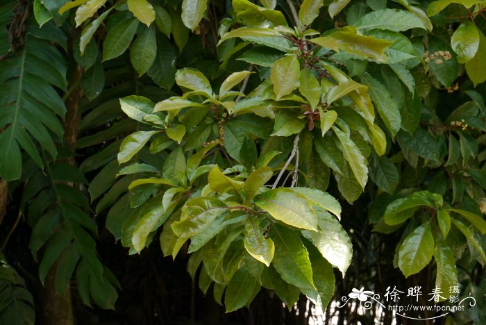 山桂花 Bennettiodendron leprosipes