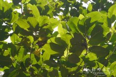 伊桐，栀子皮 Itoa orientalis