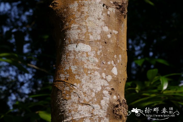 伊桐，栀子皮 Itoa orientalis