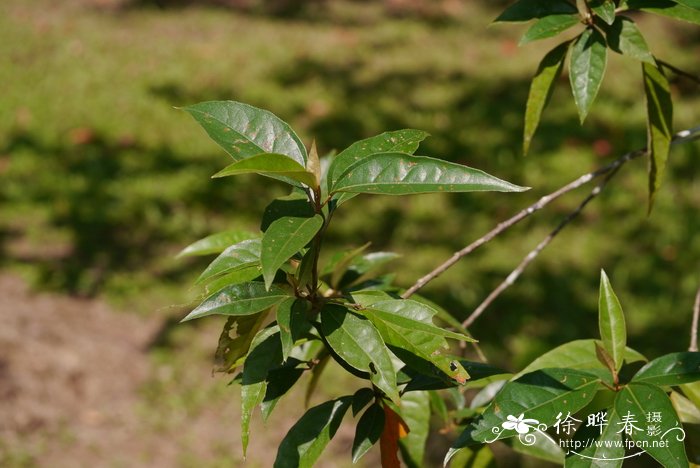 越南巴豆Croton kongensis