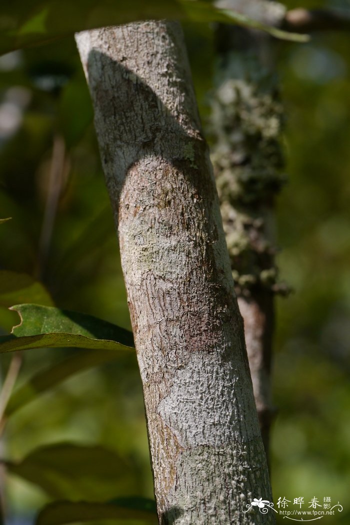 越南巴豆Croton kongensis
