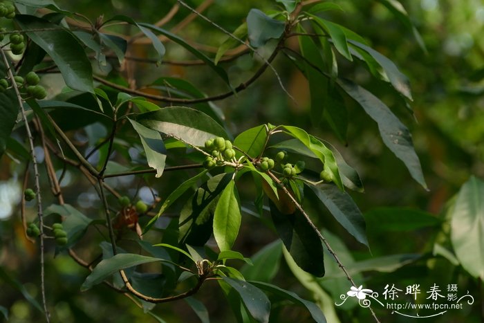 光叶巴豆Croton laevigatus