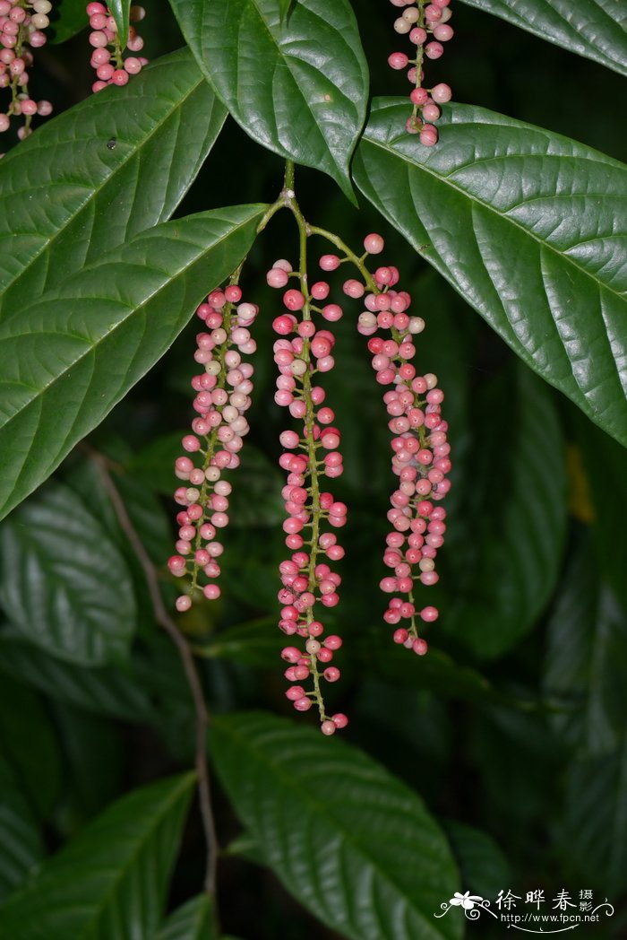 山地五月茶Antidesma montanum