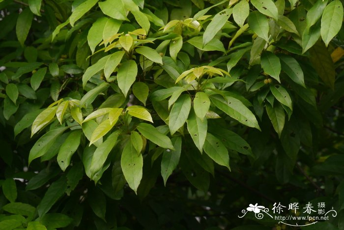 刺果血桐Macaranga lowii
