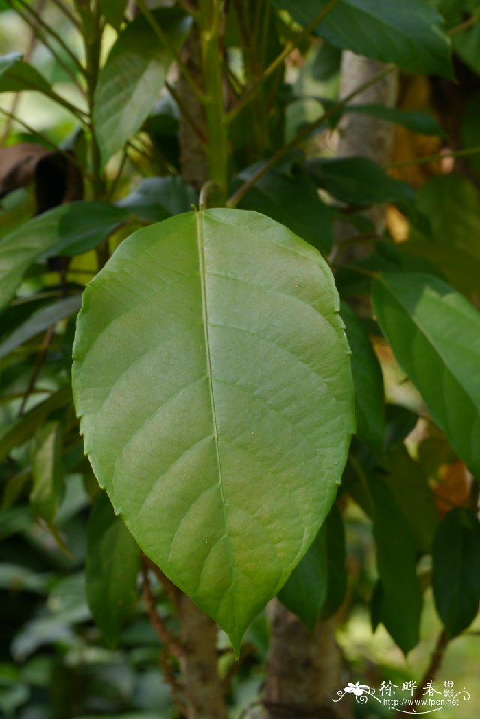 叶轮木Ostodes paniculata