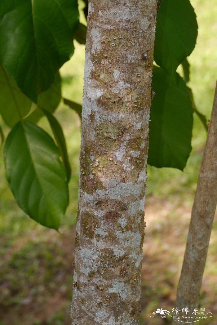 叶轮木Ostodes paniculata