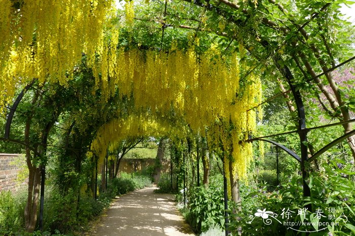 金链花Laburnum anagyroides