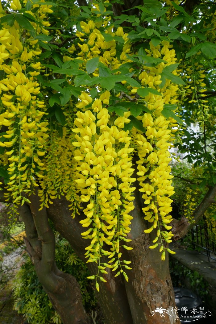 金链花Laburnum anagyroides