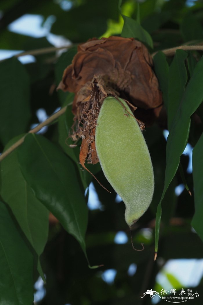 绣球宝冠木Brownea grandiceps