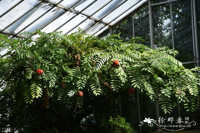 绣球宝冠木Brownea grandiceps