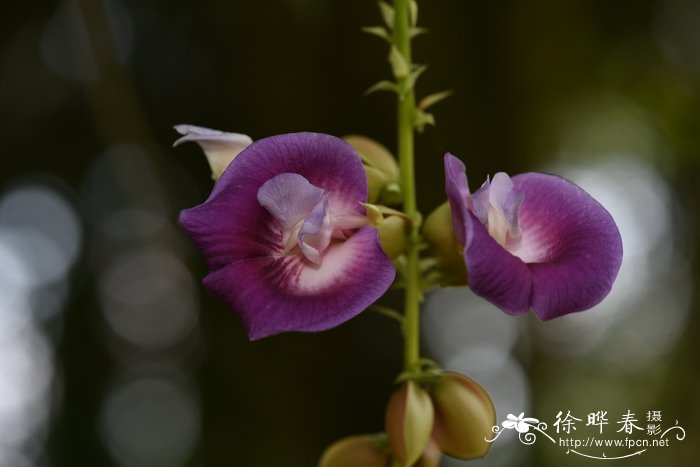 巴西木蝶豆Clitoria fairchildiana