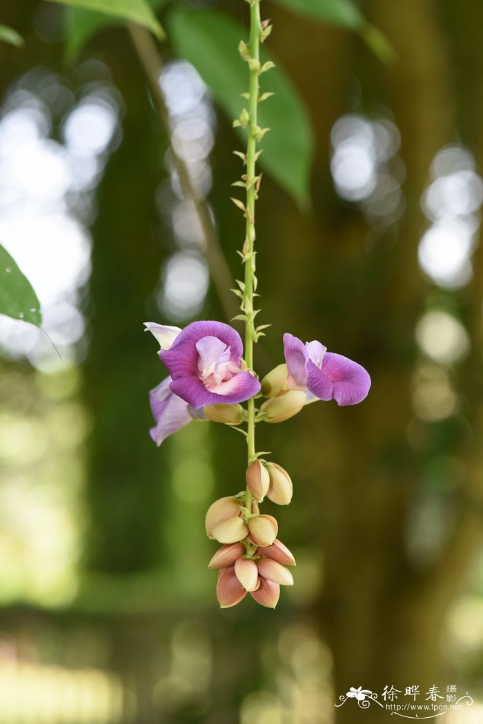 巴西木蝶豆Clitoria fairchildiana