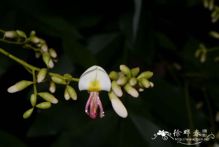堇花槐sophora japonica var. violacea