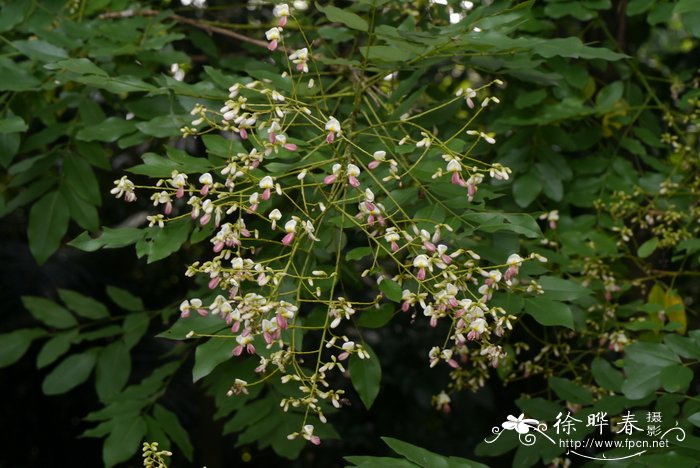 堇花槐sophora japonica var. violacea