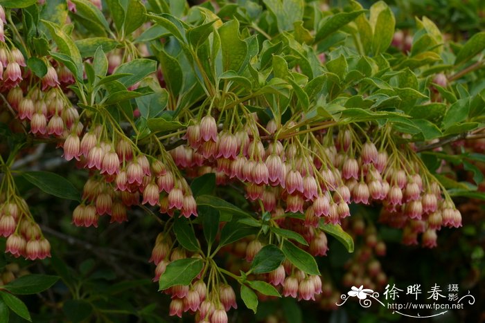 红脉吊钟花Enkianthus campanulatus