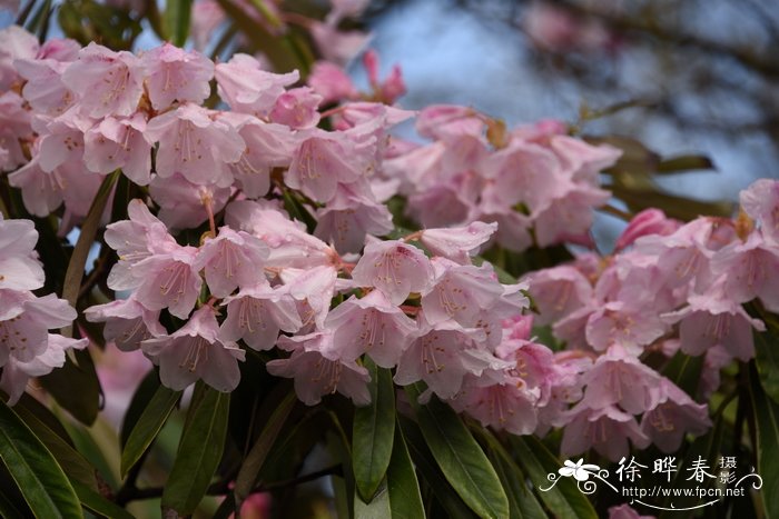 弯尖杜鹃Rhododendron adenopodum