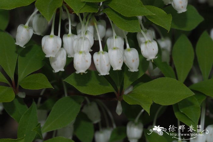 台湾吊钟花enkianthus perulatus