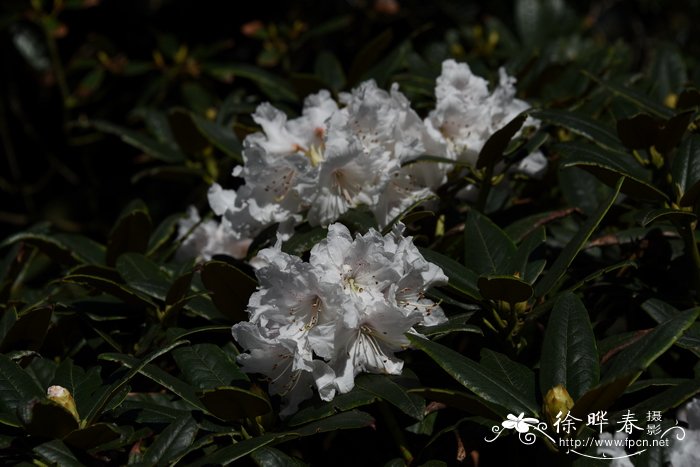 腺房杜鹃Rhododendron adenogynum