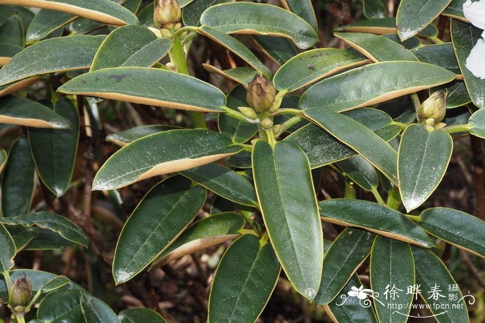 腺房杜鹃Rhododendron adenogynum