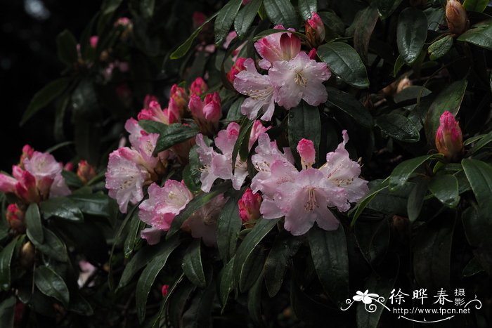 枯鲁杜鹃Rhododendron adenosum