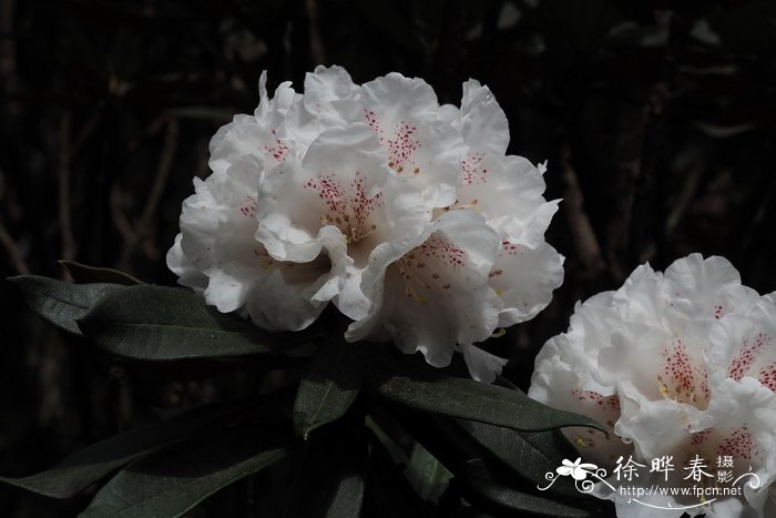 毛枝棕背杜鹃rhododendron alutaceum var. iodes