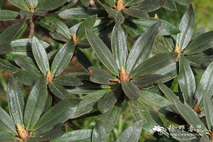 毛枝棕背杜鹃rhododendron alutaceum var. iodes