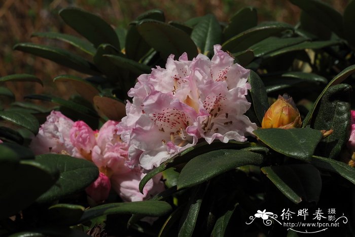 棕背杜鹃rhododendronalutaceum