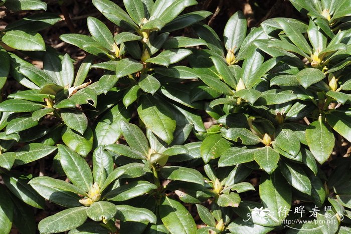 棕背杜鹃rhododendronalutaceum