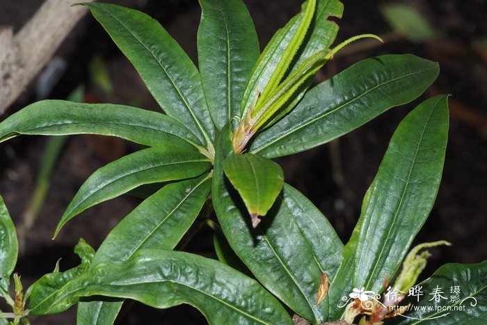 团花杜鹃Rhododendron anthosphaerum