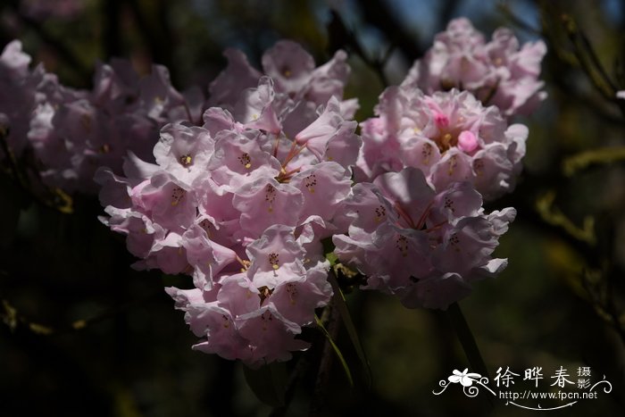 银叶杜鹃Rhododendron argyrophyllum
