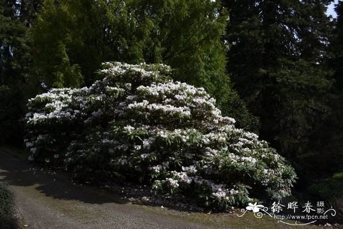 尖叶美容杜鹃Rhododendron calophytum var. openshawianum
