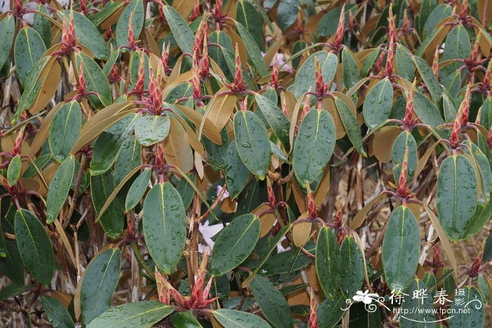 钟花杜鹃Rhododendron campanulatum