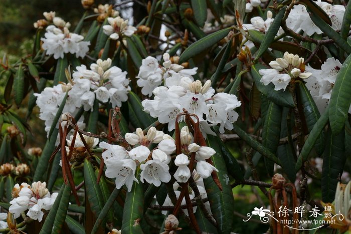 乳黄叶杜鹃Rhododendron galactinum